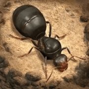 荒野蚂蚁模拟游戏下载-荒野蚂蚁模拟手游安卓版下载