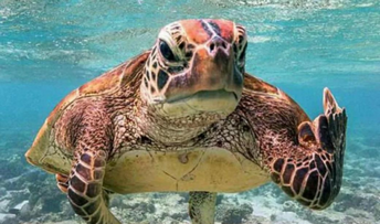 海龟汤恐怖变态题目及答案是什么 海龟汤恐怖变态题目及答案介绍